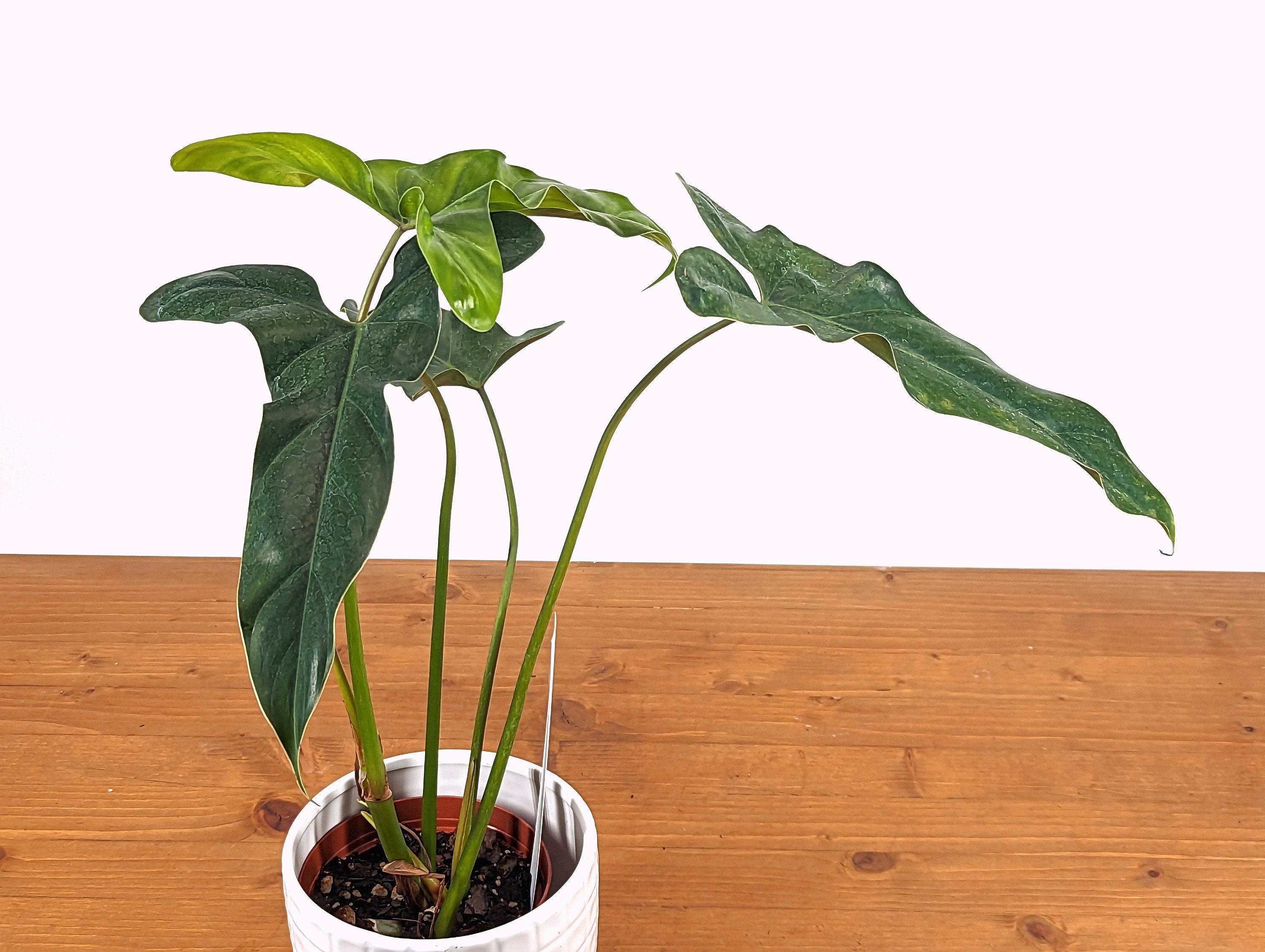 Philodendron Delsinkii