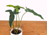 Philodendron Delsinkii