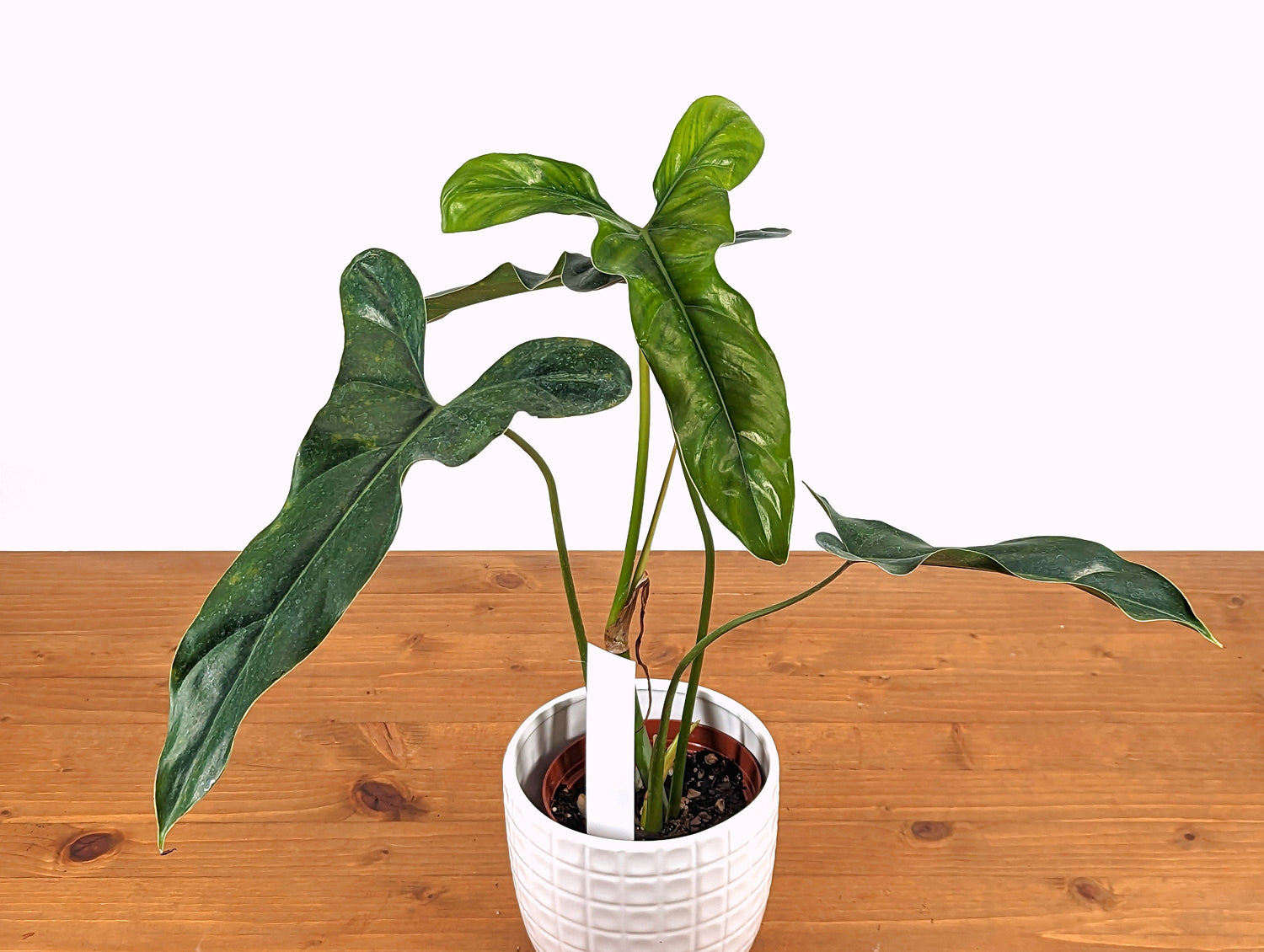 Philodendron Delsinkii - 4 inch pot