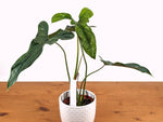 Philodendron Delsinkii