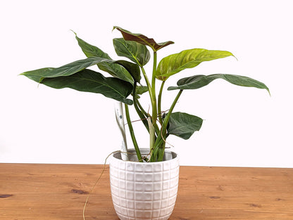 Philodendron Subhastatum