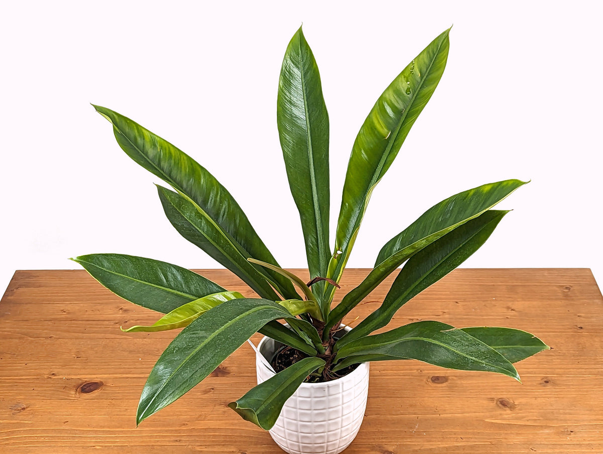 Philodendron Insigne
