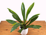 Philodendron Insigne