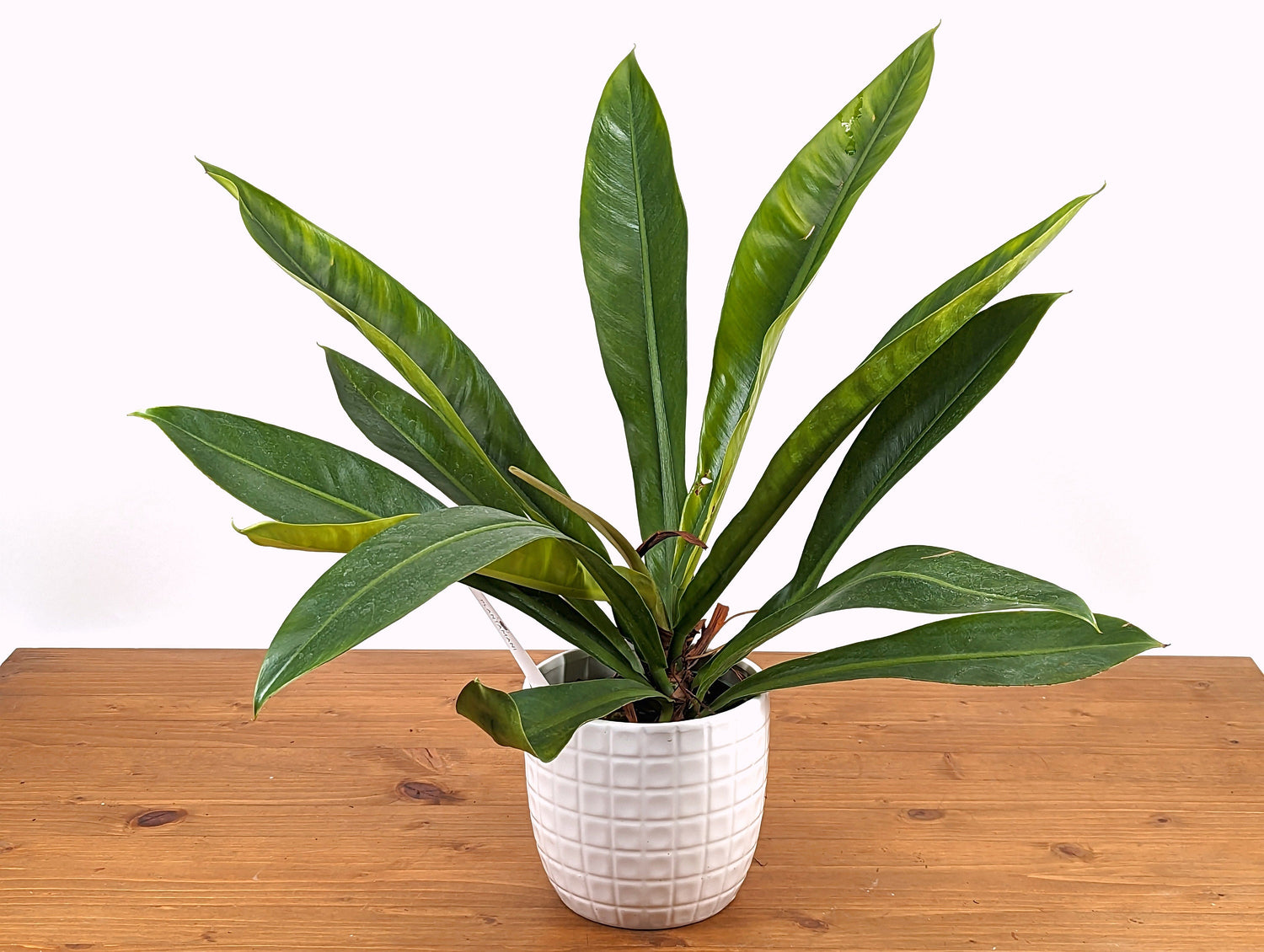 Philodendron Insigne LARGE - 4 inch pot
