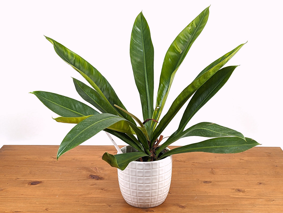 Philodendron Insigne