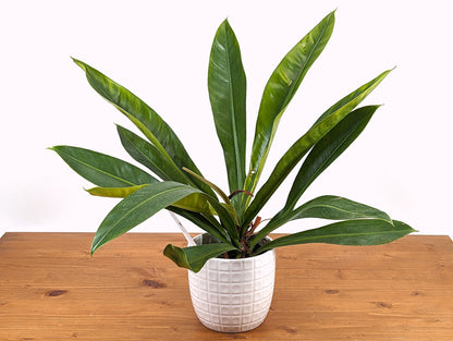 Philodendron Insigne