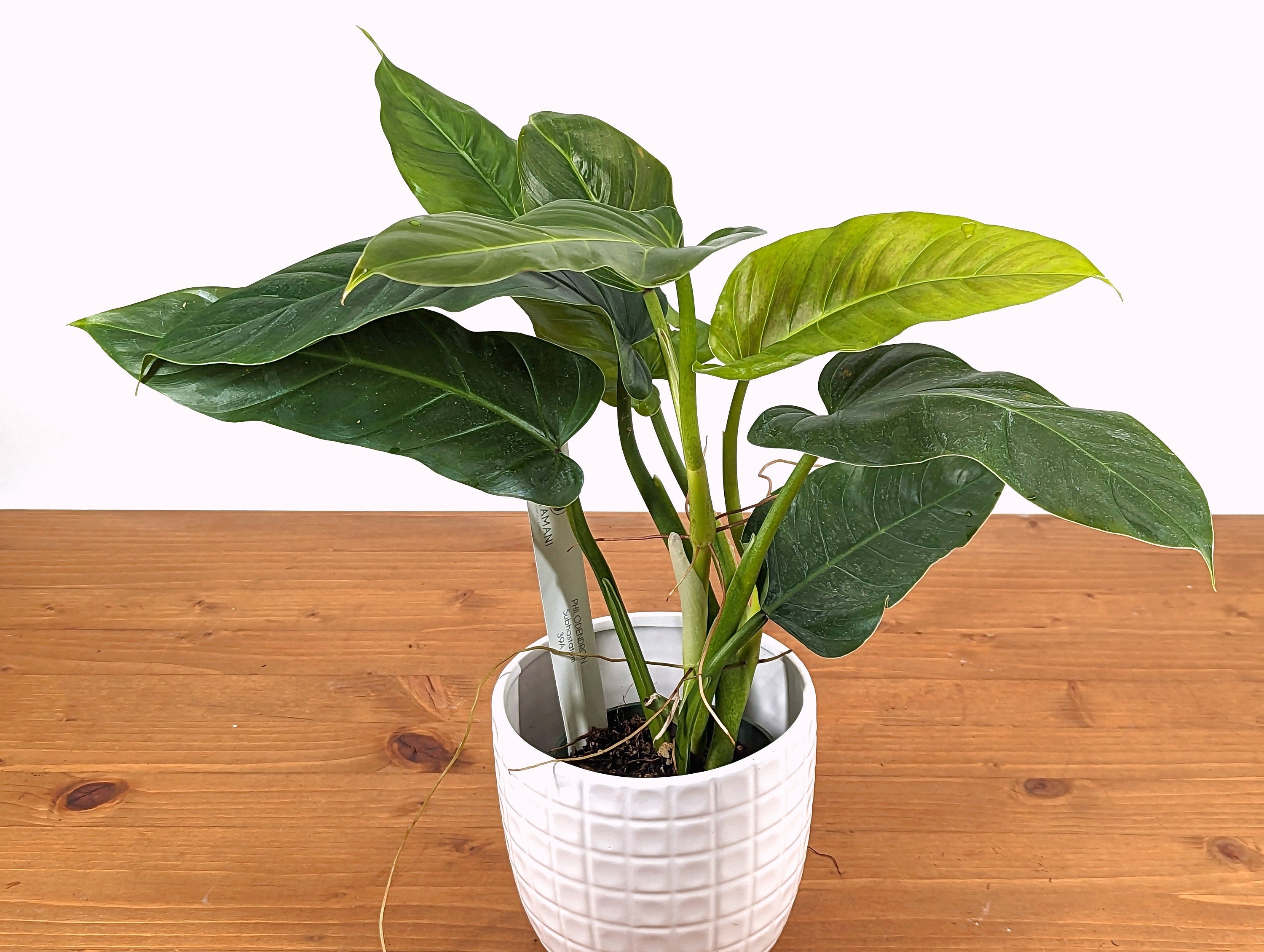 Philodendron Subhastatum