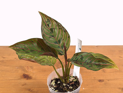 Aglaonema Rotundum x Aglaonema Tricolor - Rare Hybrid Houseplant - 4 inch pot