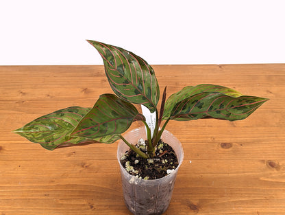 Aglaonema Rotundum x Aglaonema Tricolor - Rare Hybrid Houseplant - 4 inch pot
