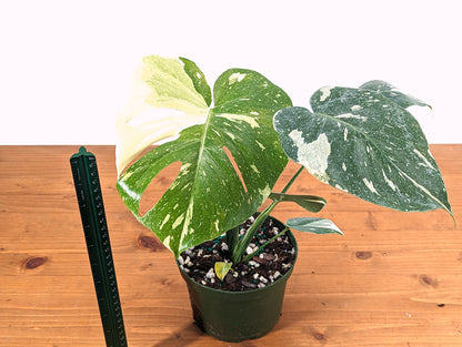 Monstera Thai Constellation Creme Brulee Live Houseplant 6 inch pot Exact Plant Pictured
