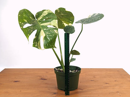 Monstera Thai Constellation Creme Brulee Live Houseplant 6 inch pot Exact Plant Pictured