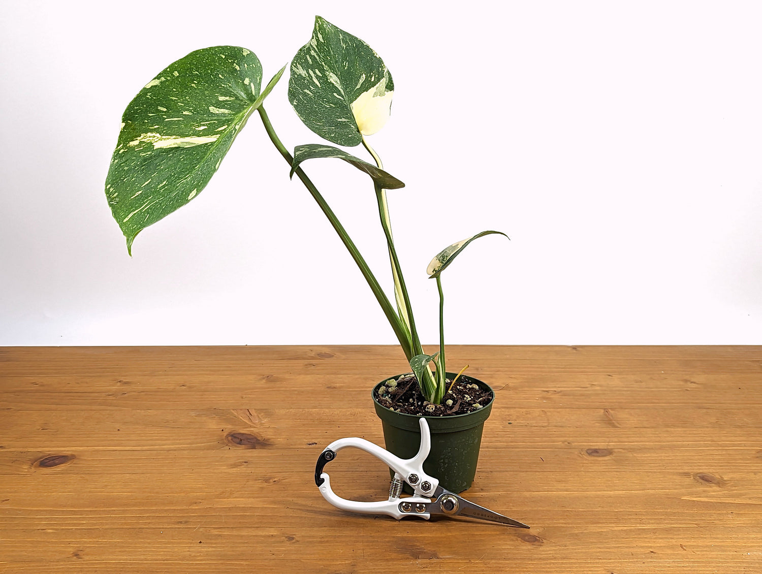 Monstera Thai Constellation Approx 12&quot; tall - 4 inch pot