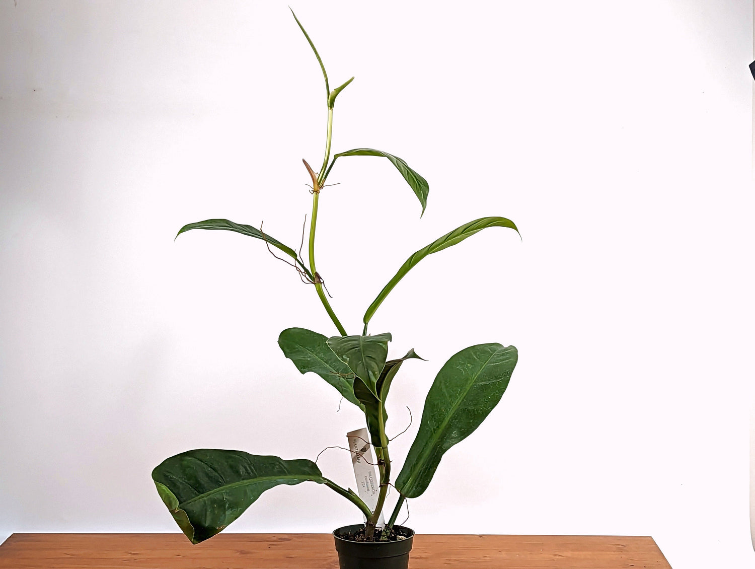 Philodendron Bonifaziae Exact Plant