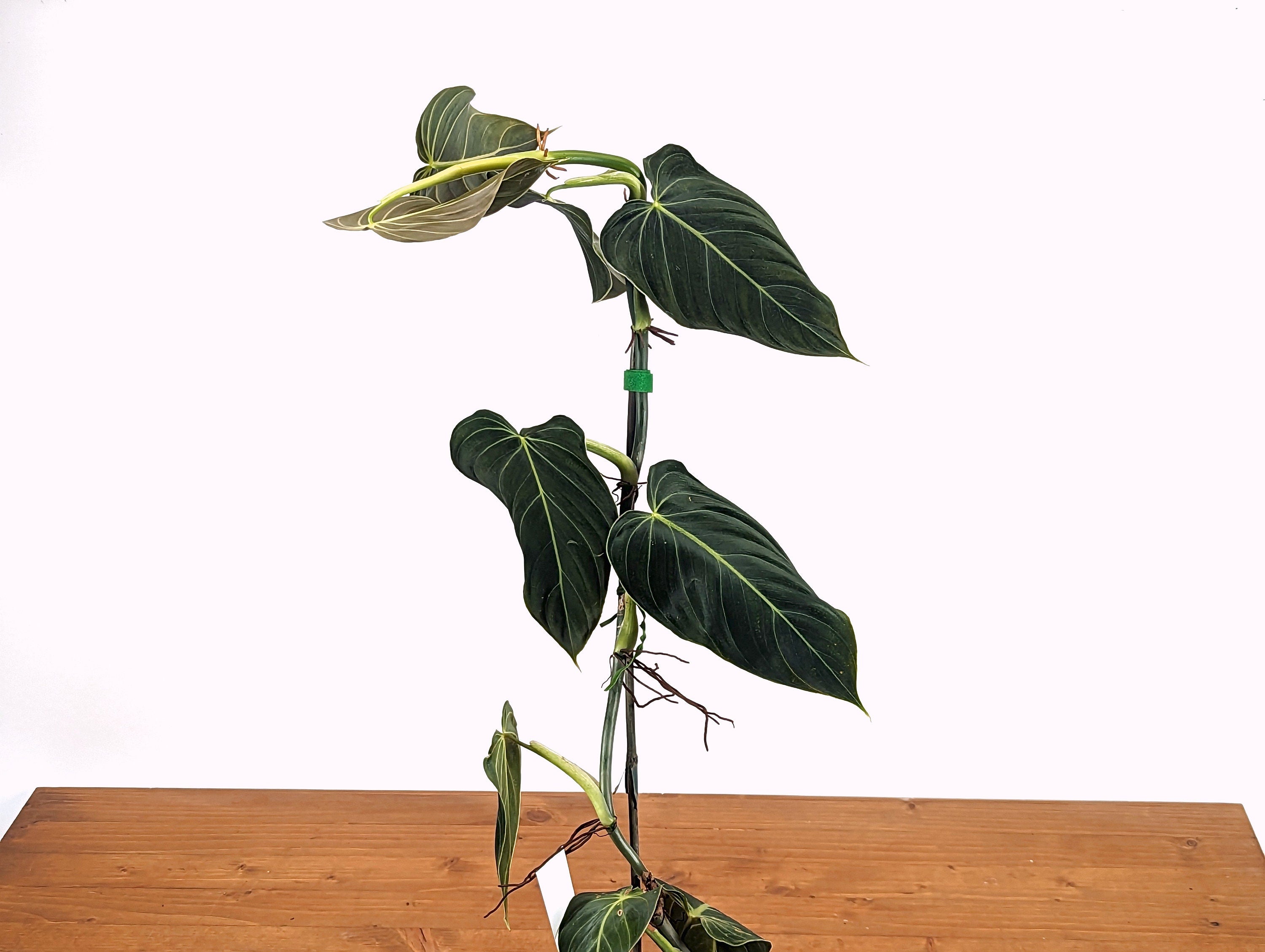 Philodendron melanochrysum &