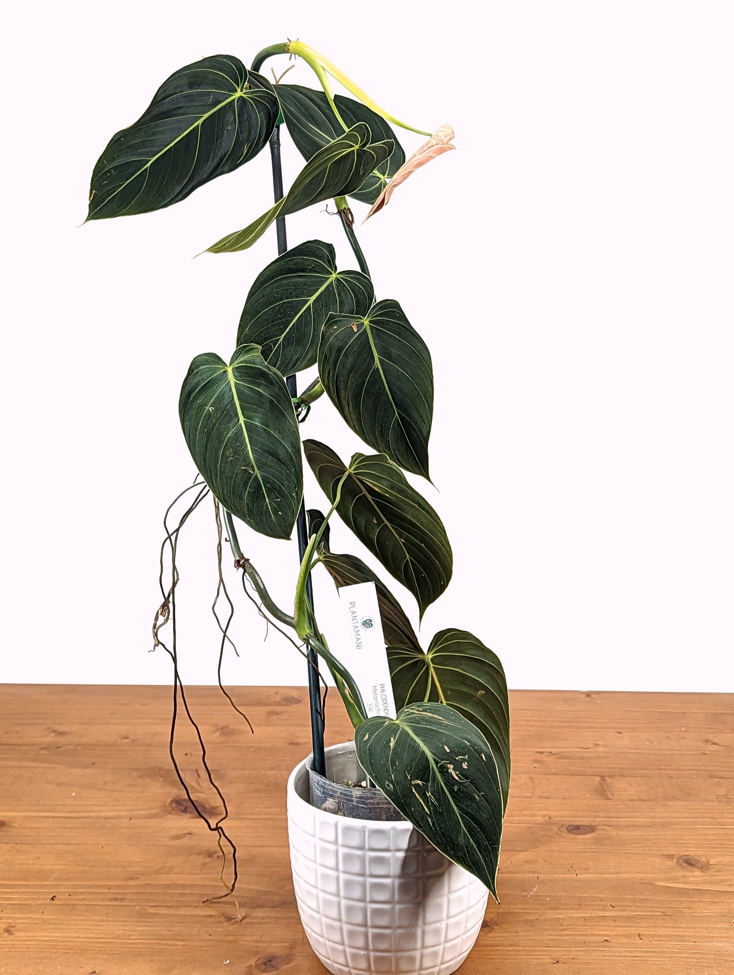 Philodendron melanochrysum &