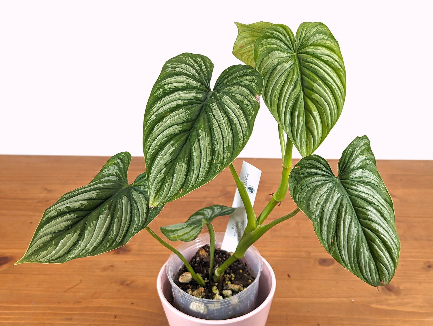 Philodendron mamei Silver Live Exact Plant