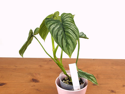 Philodendron mamei Silver Live Exact Plant
