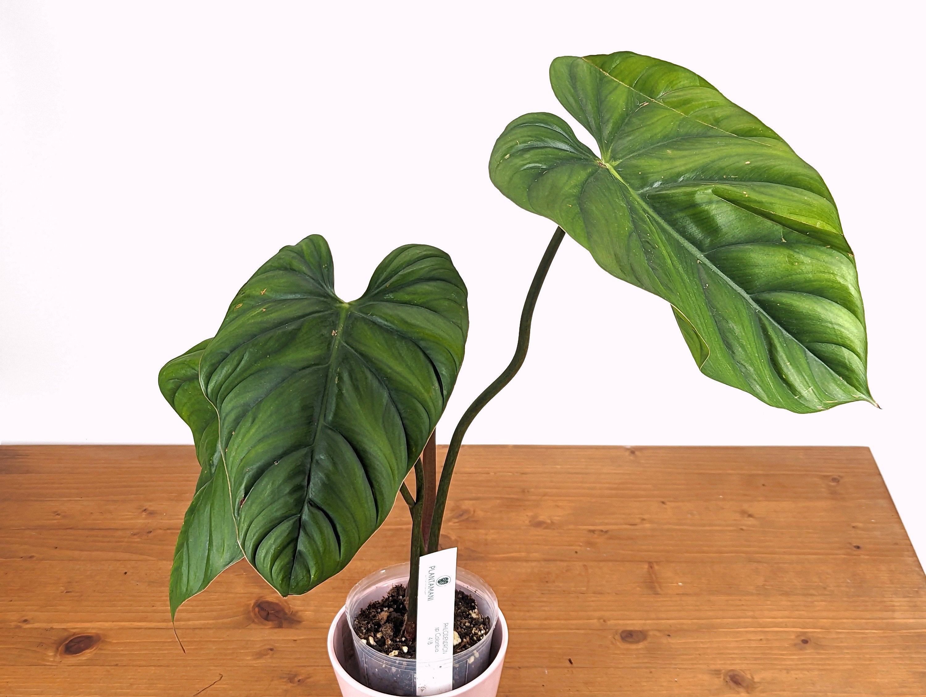 Philodendron sp Colombia Silver - 4 inch pot Exact Plant 41B