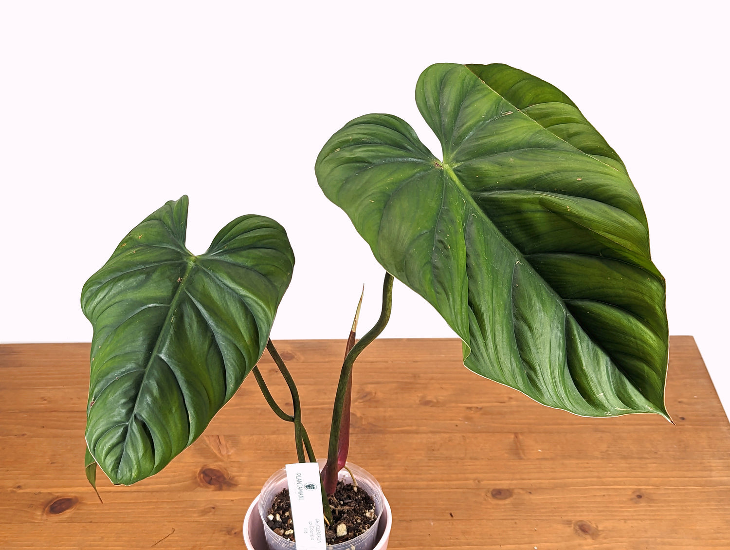 Philodendron sp Colombia Silver - 4 inch pot Exact Plant 41B