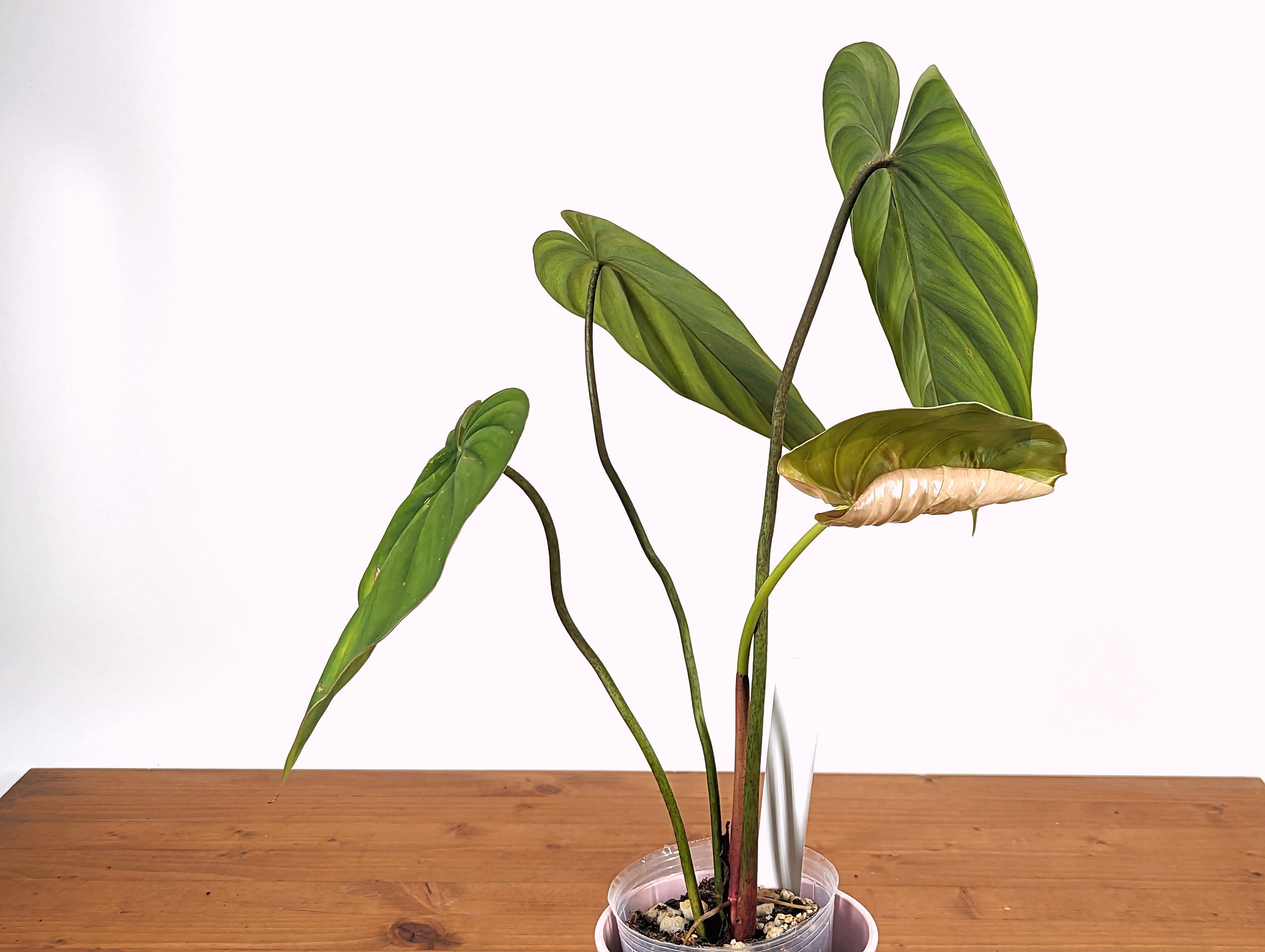 Philodendron sp Colombia Silver - 4 inch pot Exact Plant 41A