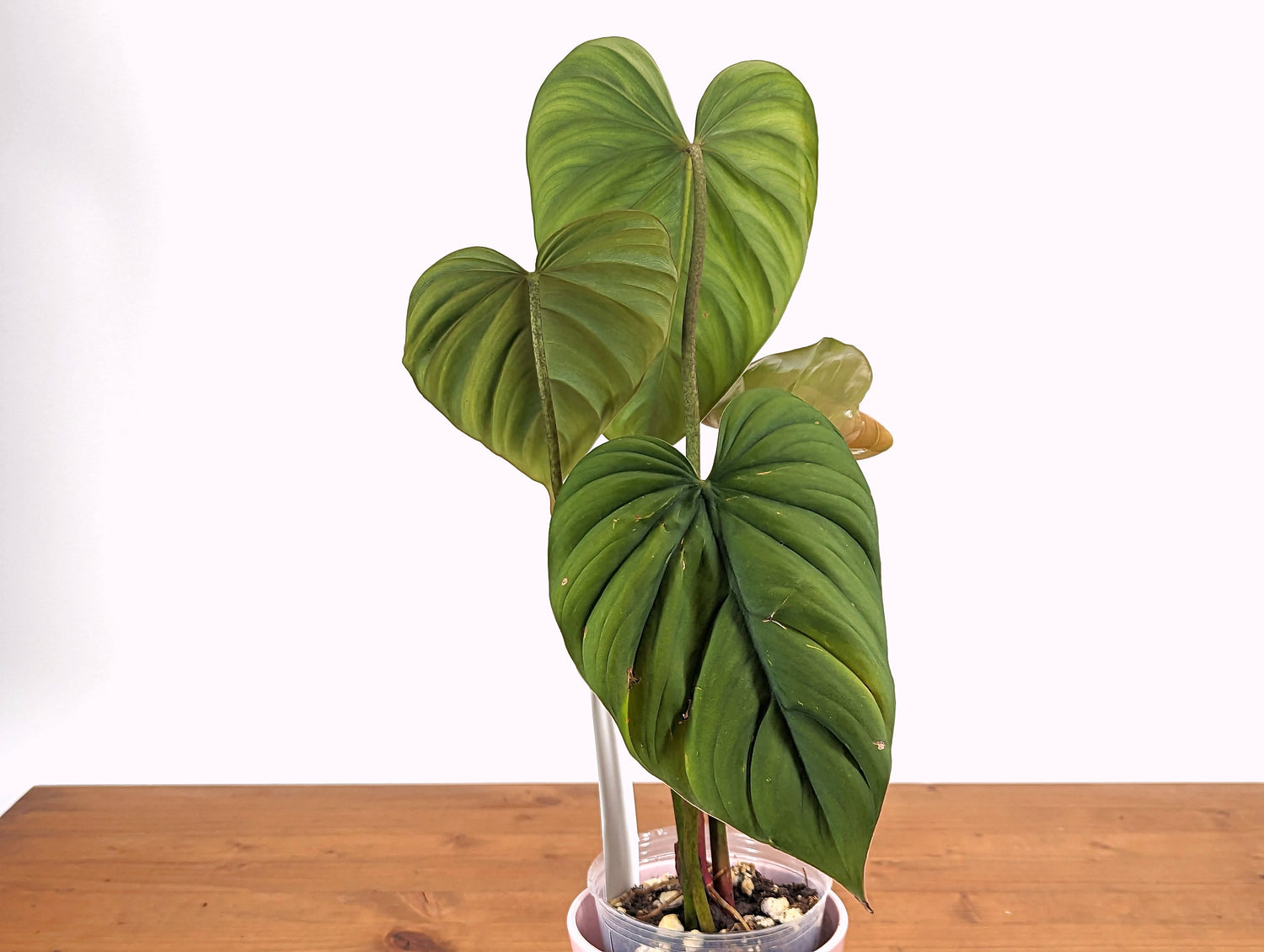 Philodendron sp Colombia Silver - 4 inch pot Exact Plant 41A
