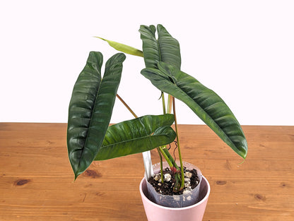 Philodendron Felix Exact Plant Pictured 4 Inch Pot