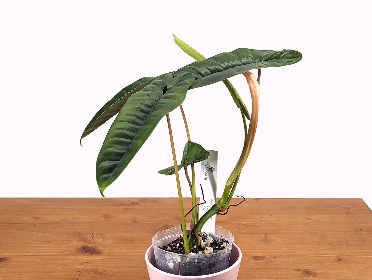 Philodendron Felix Exact Plant Pictured 4 Inch Pot