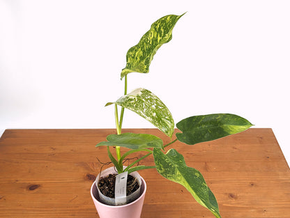 Philodendron Jose Buono - Exact Plant Pictured Variegated [41A]