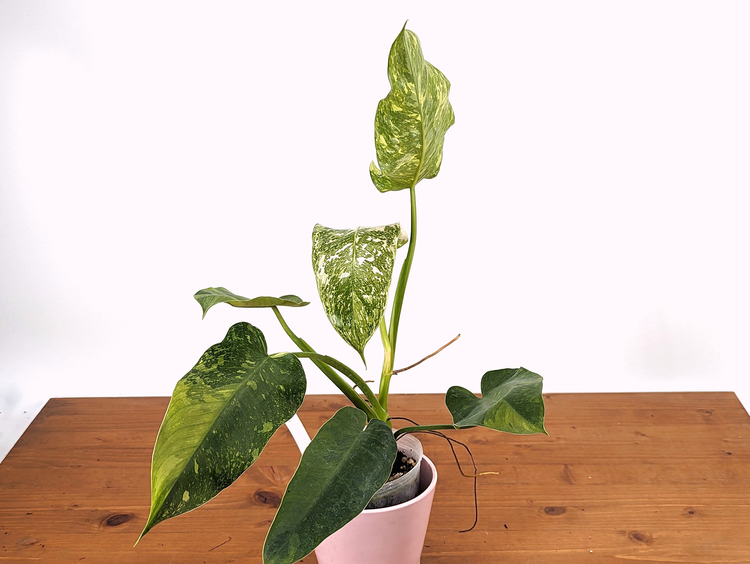 Philodendron Jose Buono - Exact Plant Pictured Variegated [41A]