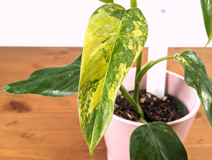 Philodendron Domesticum Variegated Exact Plant Picutred 4 inch pot 