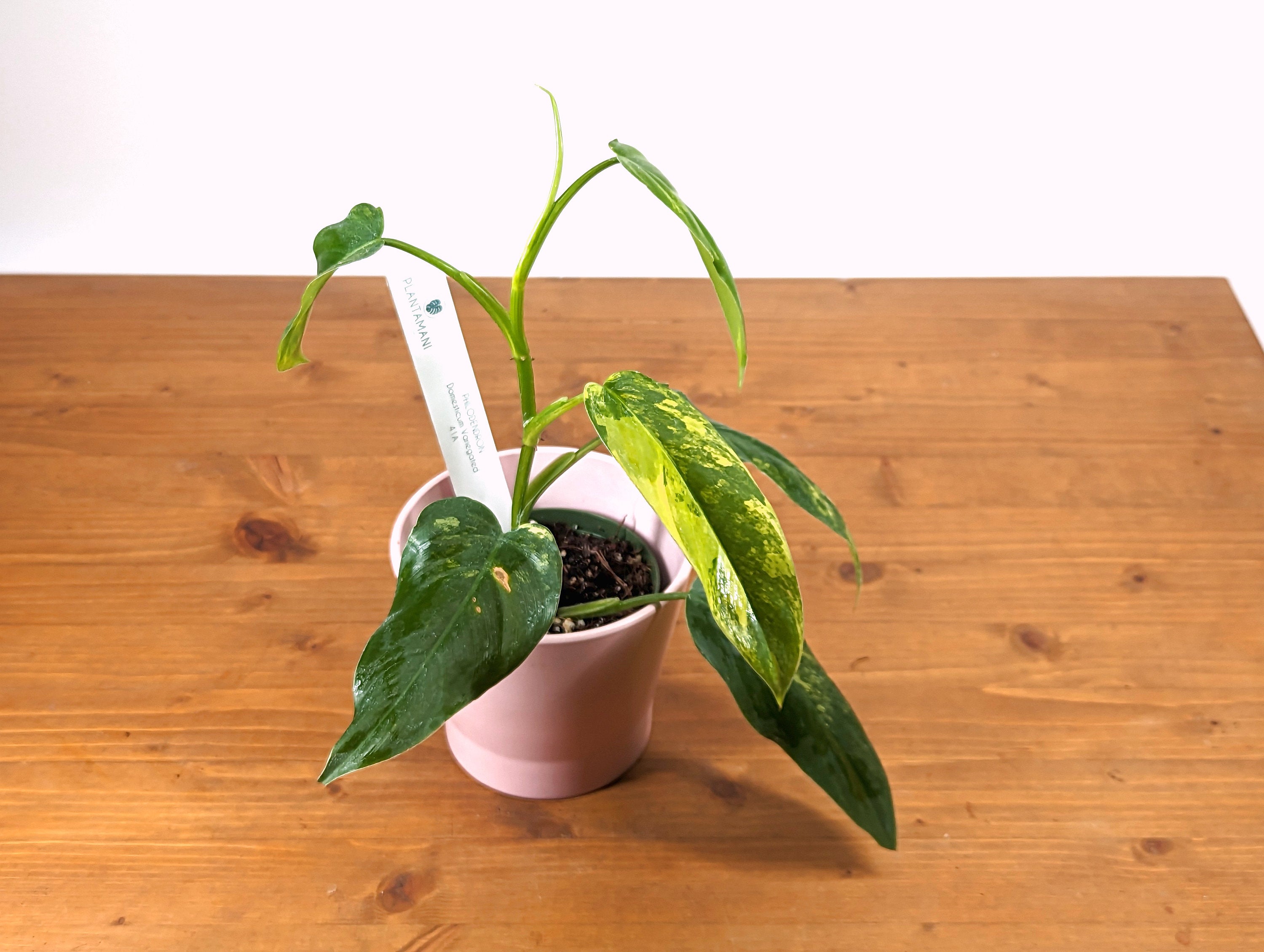 Philodendron Domesticum Variegated Exact Plant Picutred 4 inch pot 