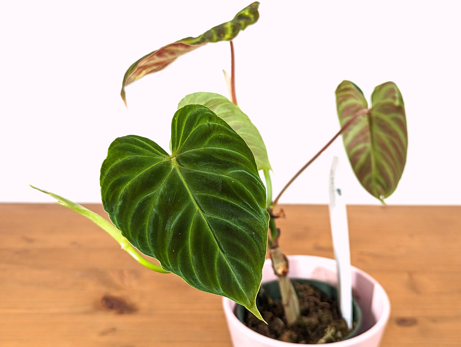 Variegated Philodendron Verrucosum in 4 Inch Pot