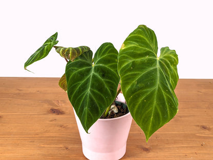 Variegated Philodendron Verrucosum in 4 Inch Pot Exact Plant