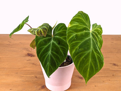 Variegated Philodendron Verrucosum in 4 Inch Pot Exact Plant