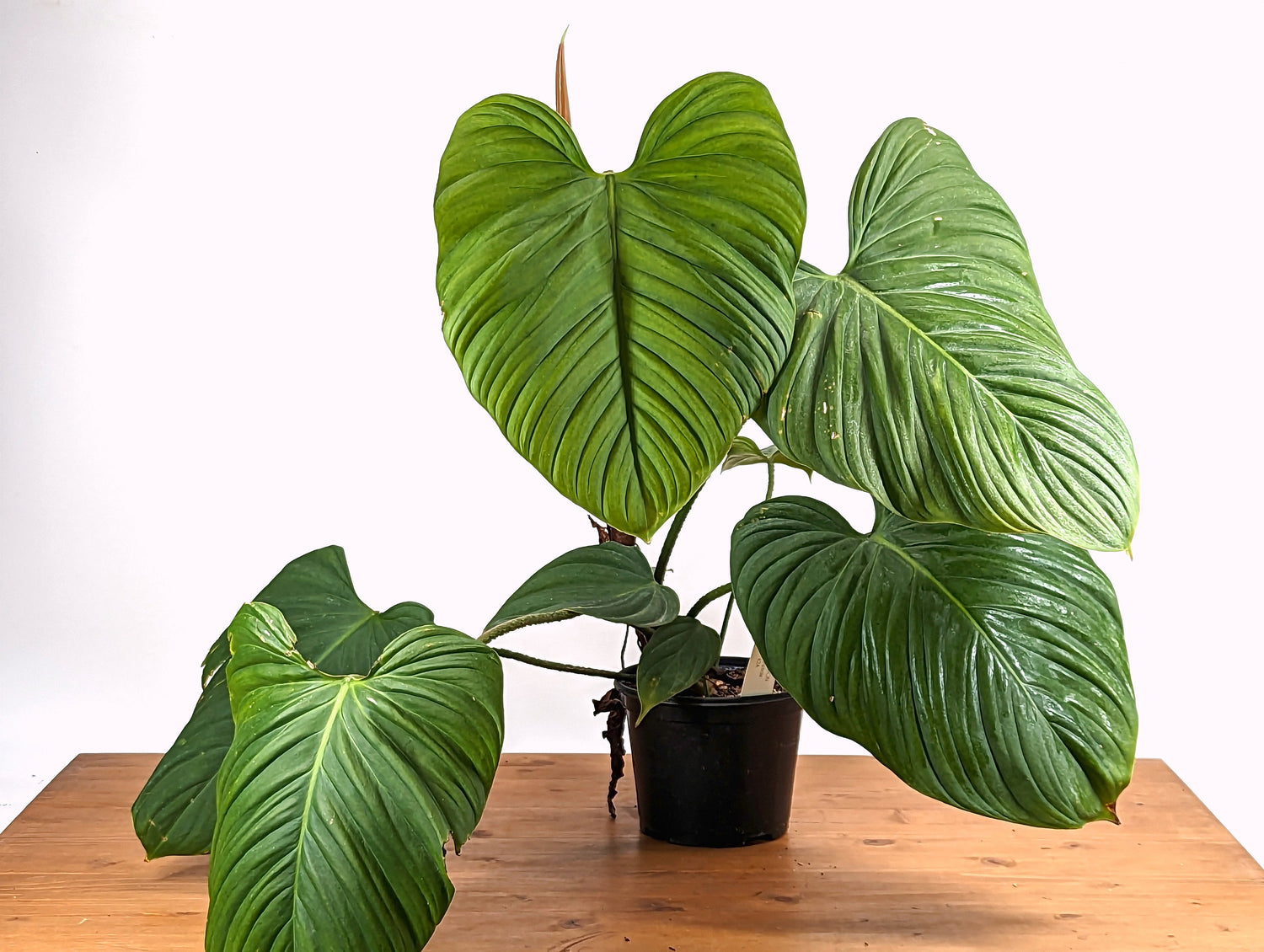 Philodendron Fuzzy Petiole Exact XL Mature 6 inch pot Live Plant