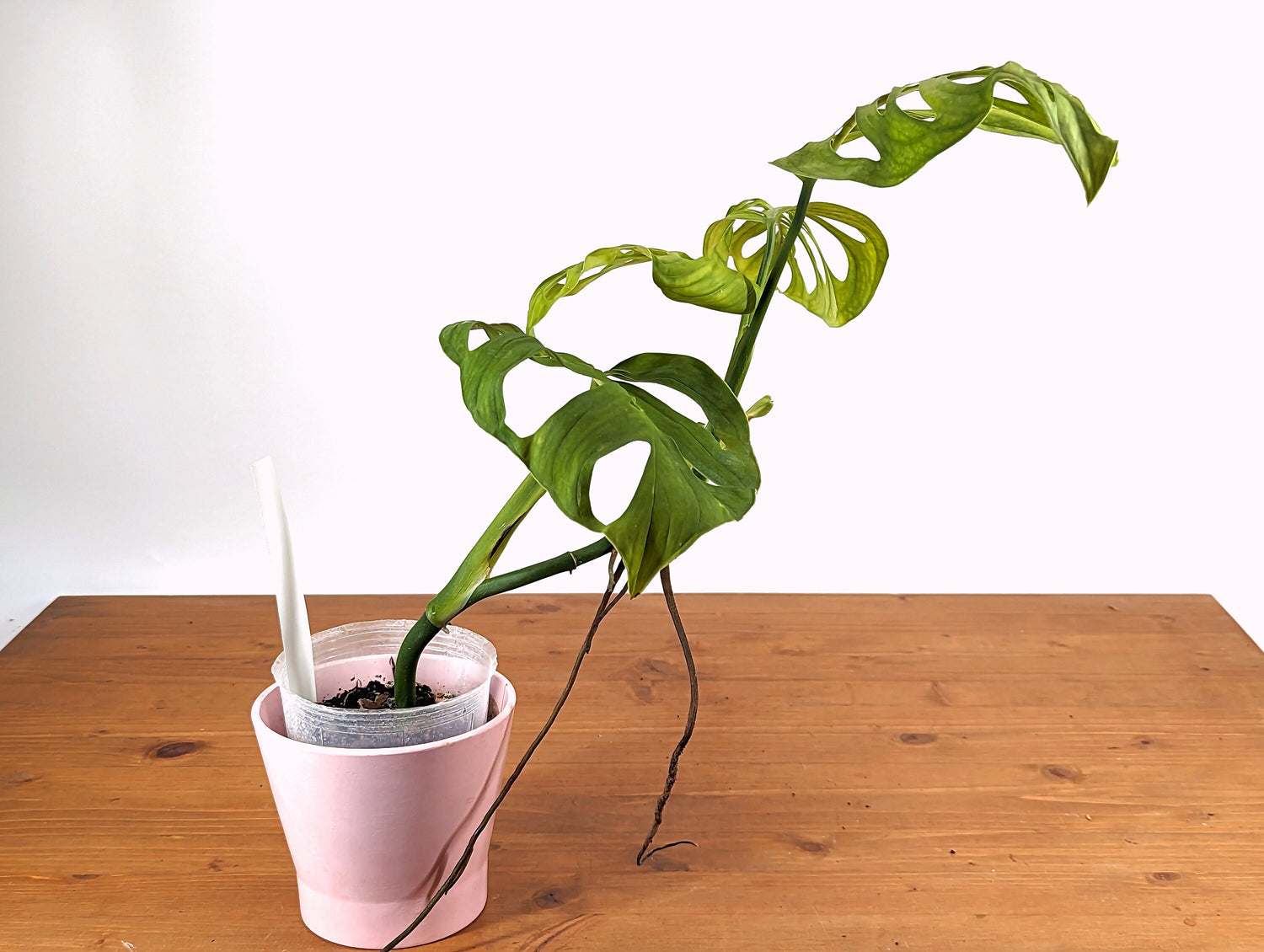 Monstera Esqueleto - XL Mature &amp; Rooted - Exact Plant Over 1 ft Tall!