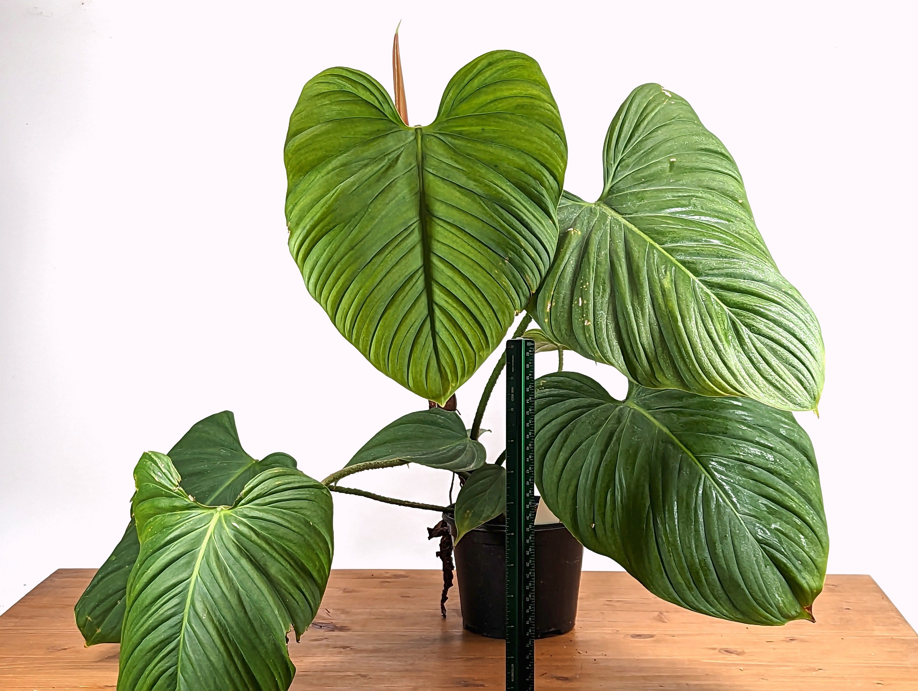 Philodendron Fuzzy Petiole Exact XL Mature 6 inch pot Live Plant