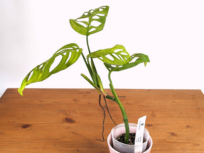 Monstera Esqueleto - XL Mature &amp; Rooted - Exact Plant Over 1 ft Tall!
