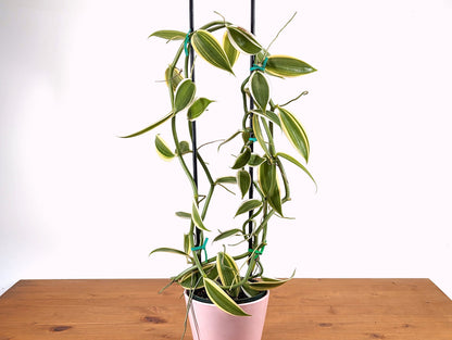 Variegated Orchid Vanilla Planifolia XL Vine Live Vanilla PLant