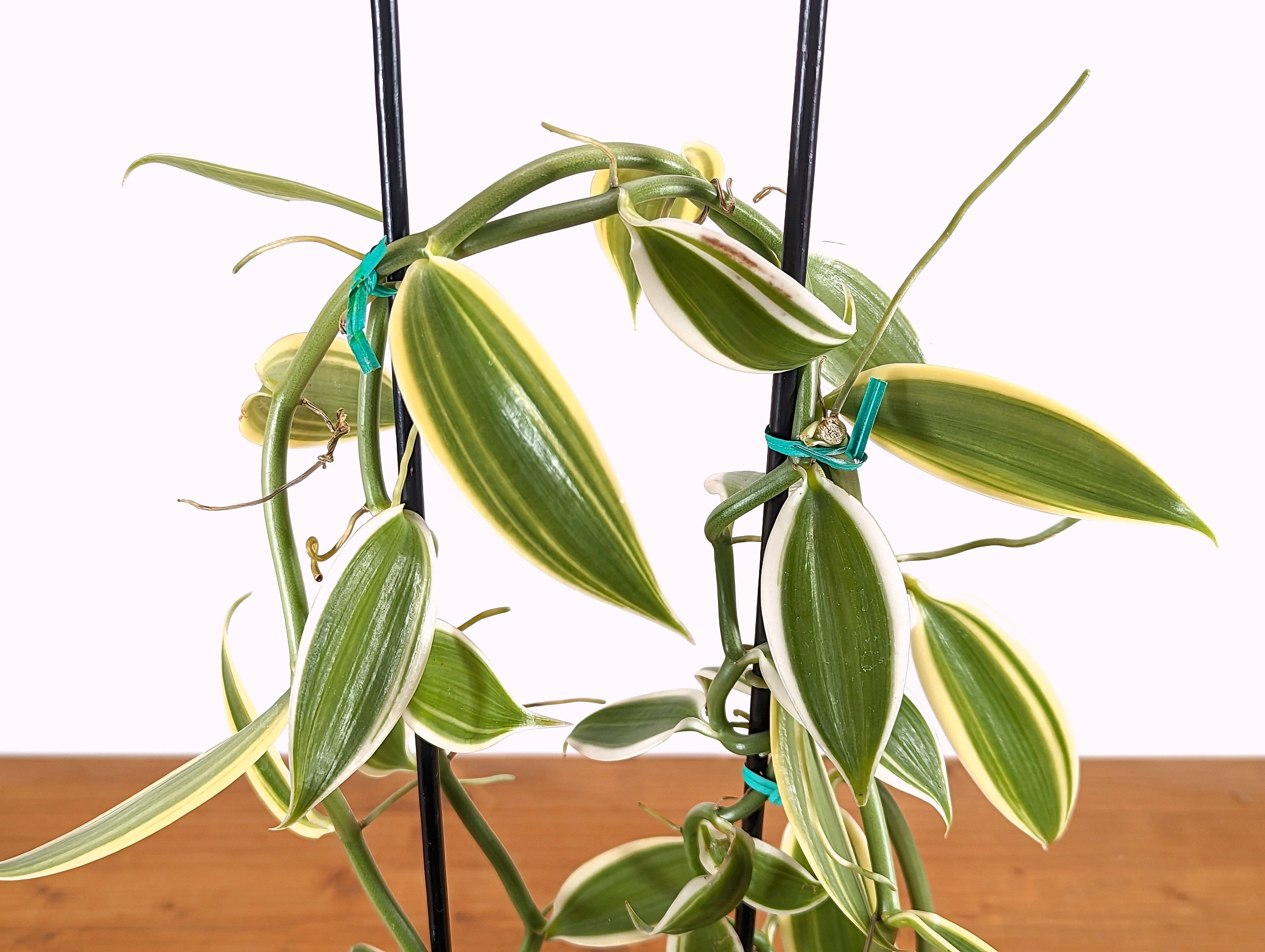 Variegated Orchid Vanilla Planifolia XL Vine Live Vanilla PLant