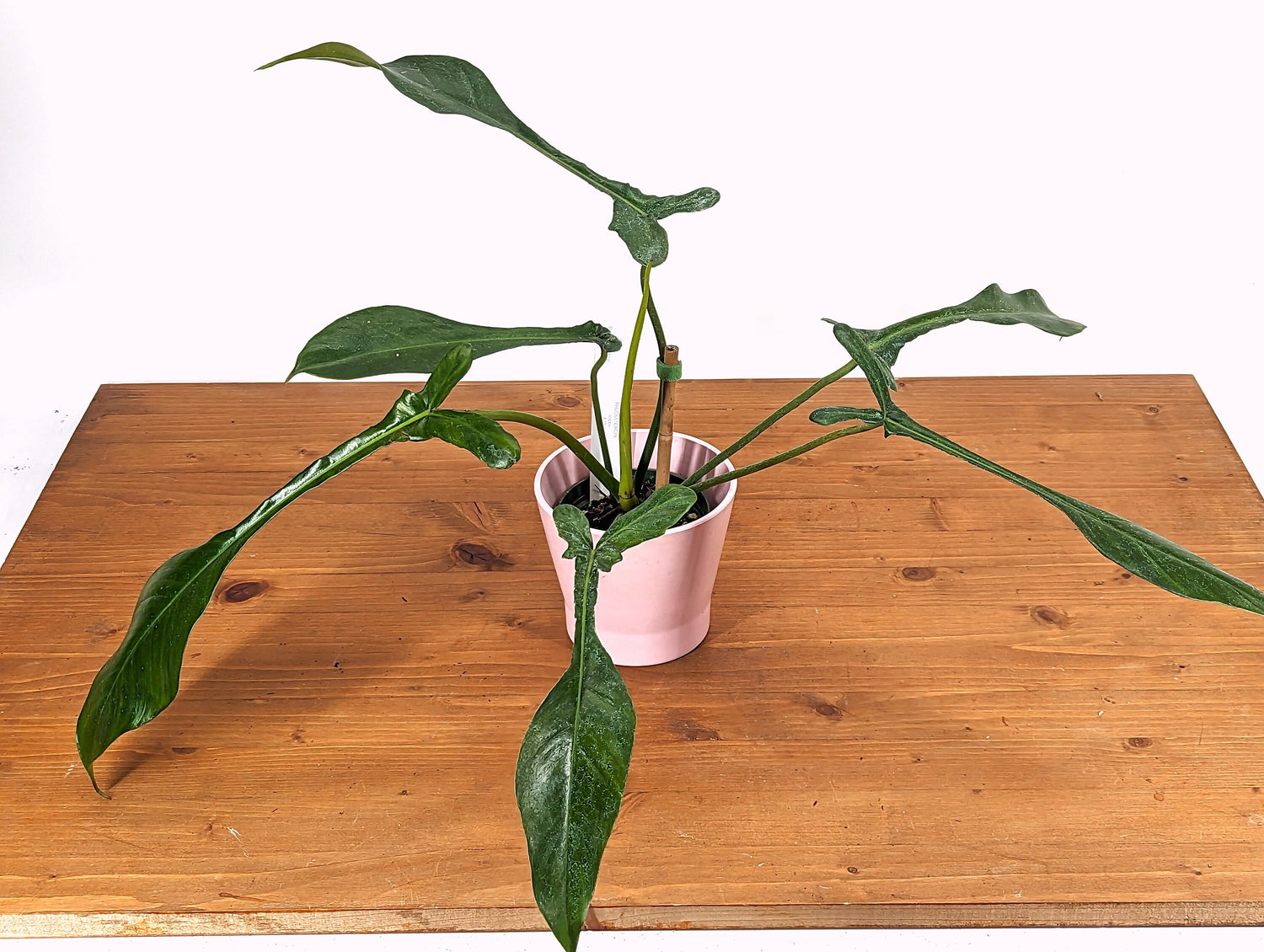 Philodendron Joepii EXACT Mature Plant 