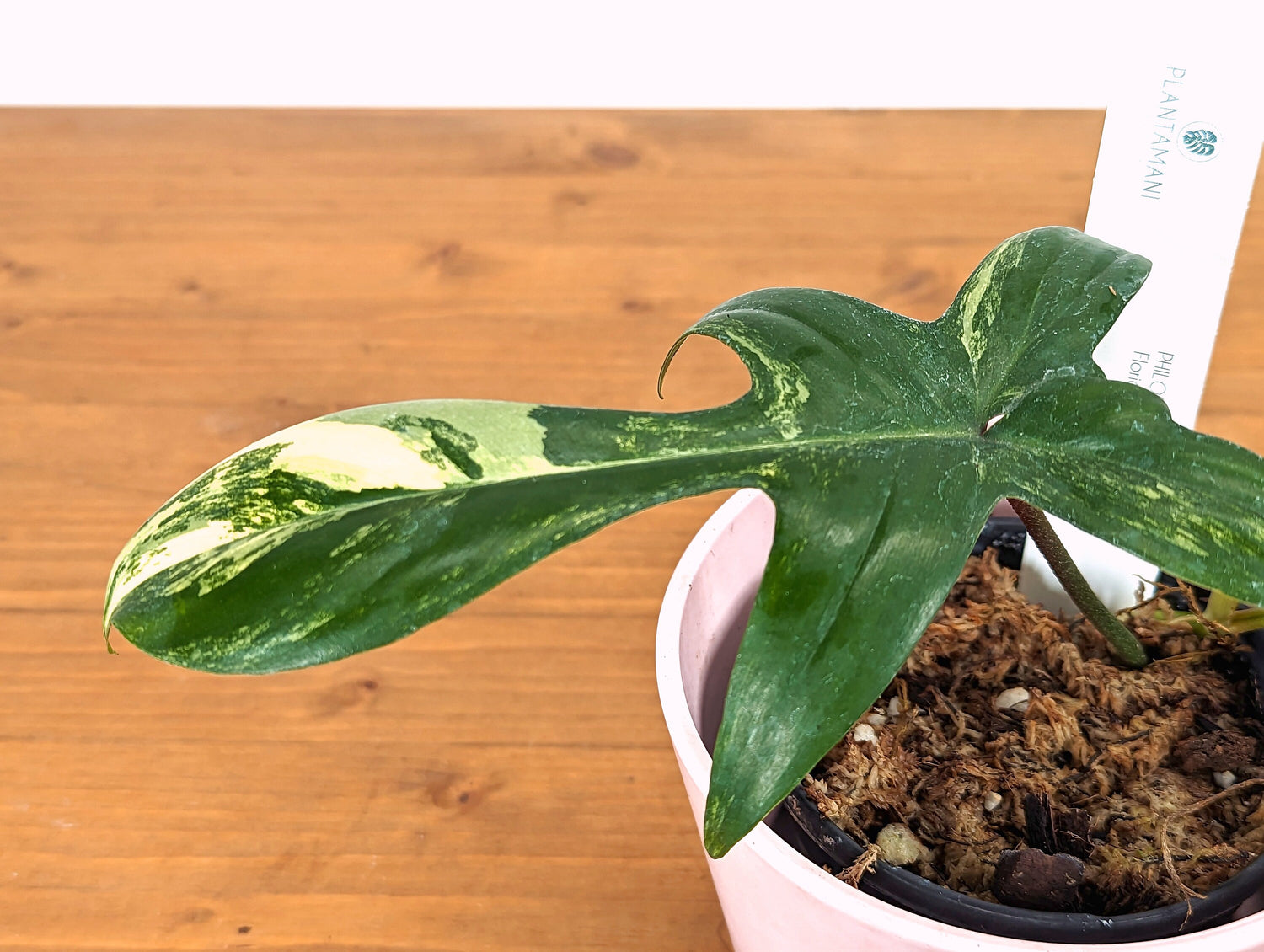 Philodendron Florida Beauty Variegated Exact Plant 