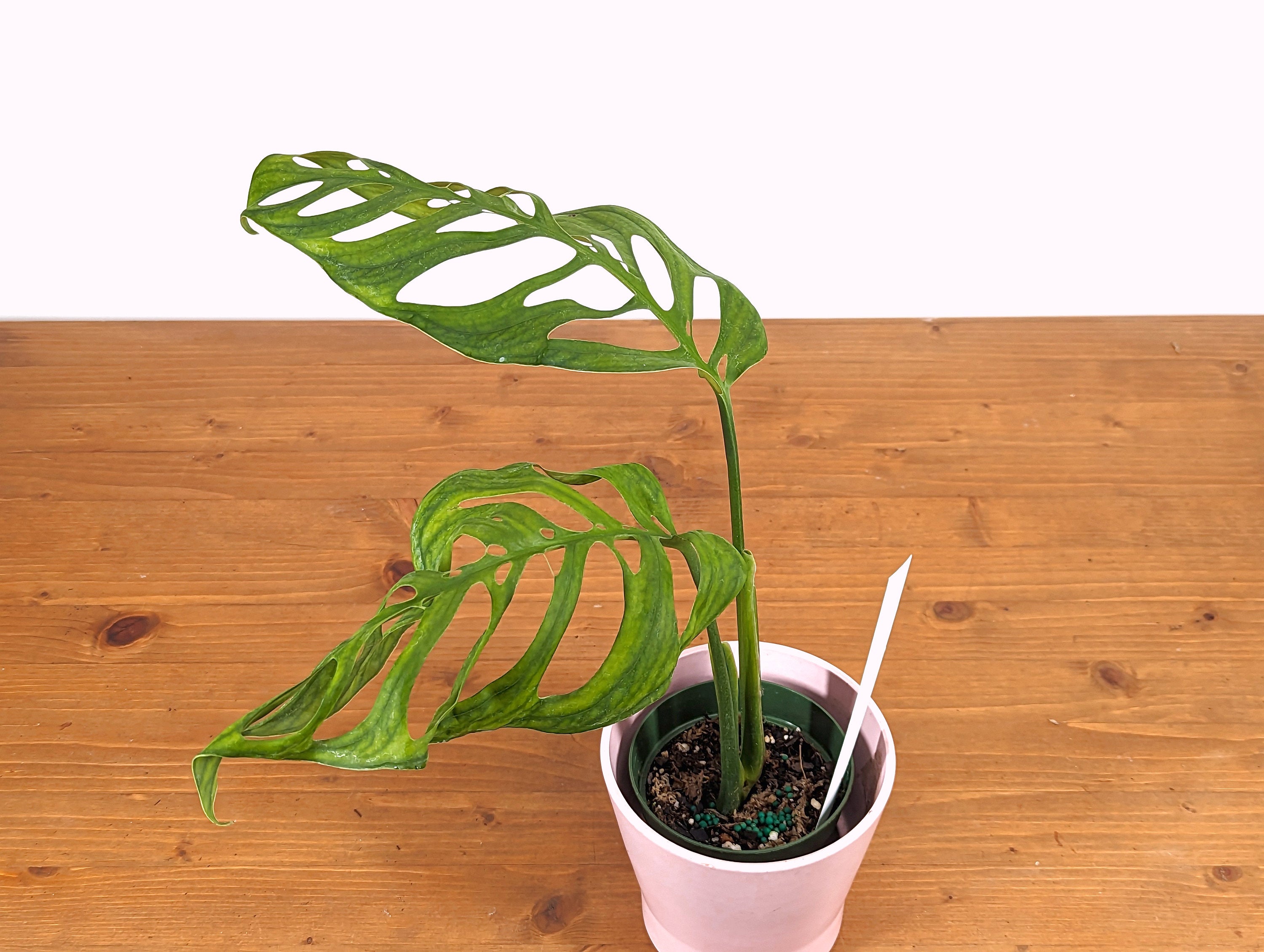 Monstera Esqueleto - Rooted - Exact Plant 