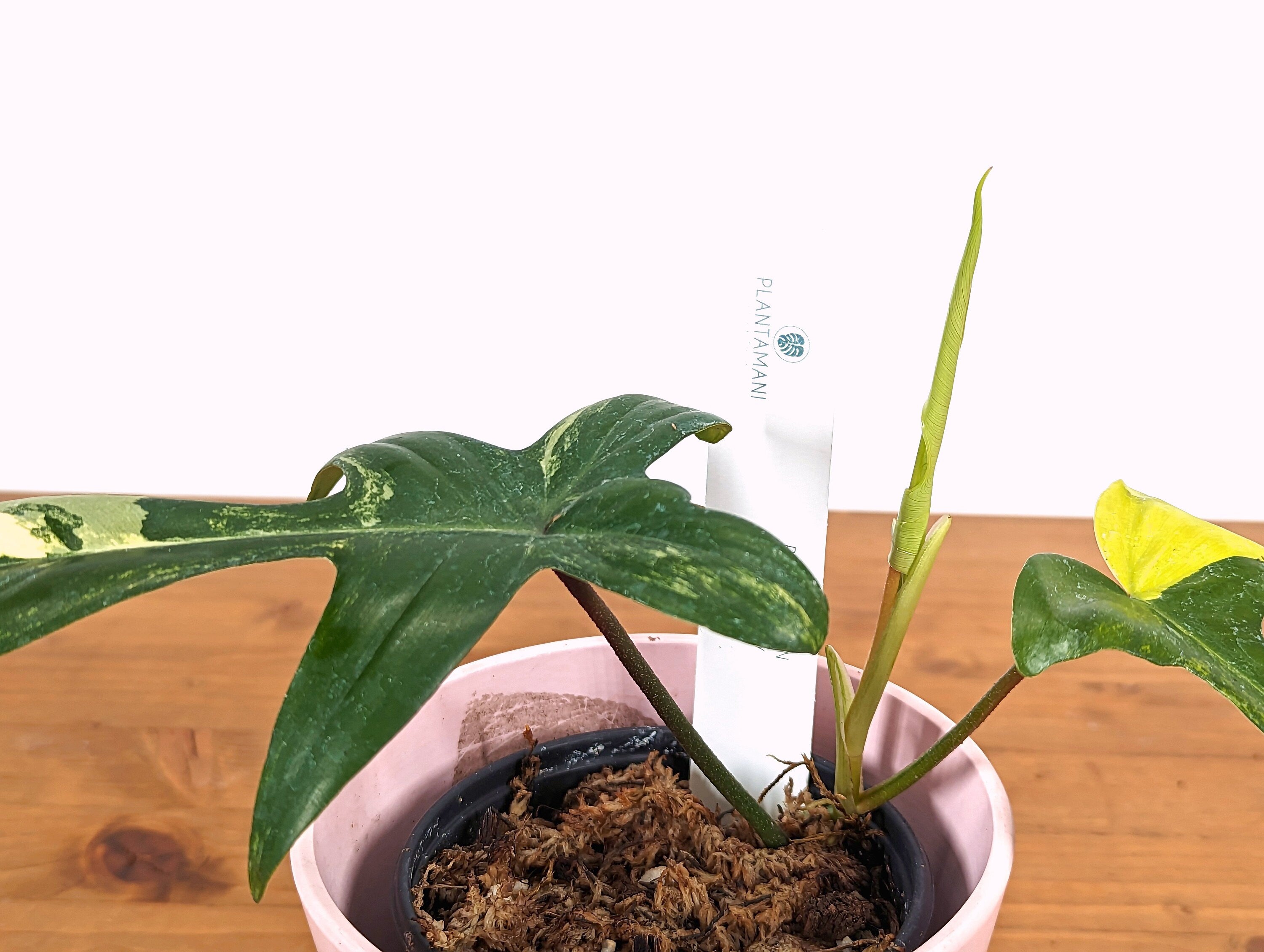 Philodendron Florida Beauty Variegated Exact Plant 