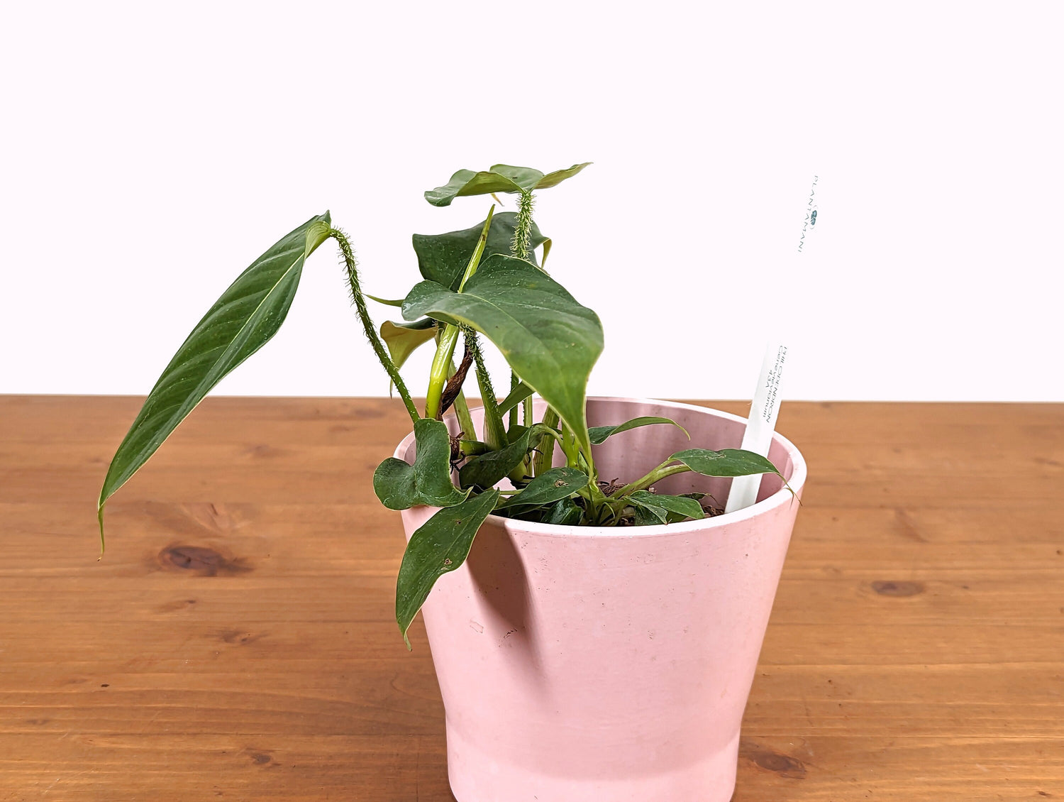 Philodendron Genevievianum EXACT Plant - 4 inch pot 
