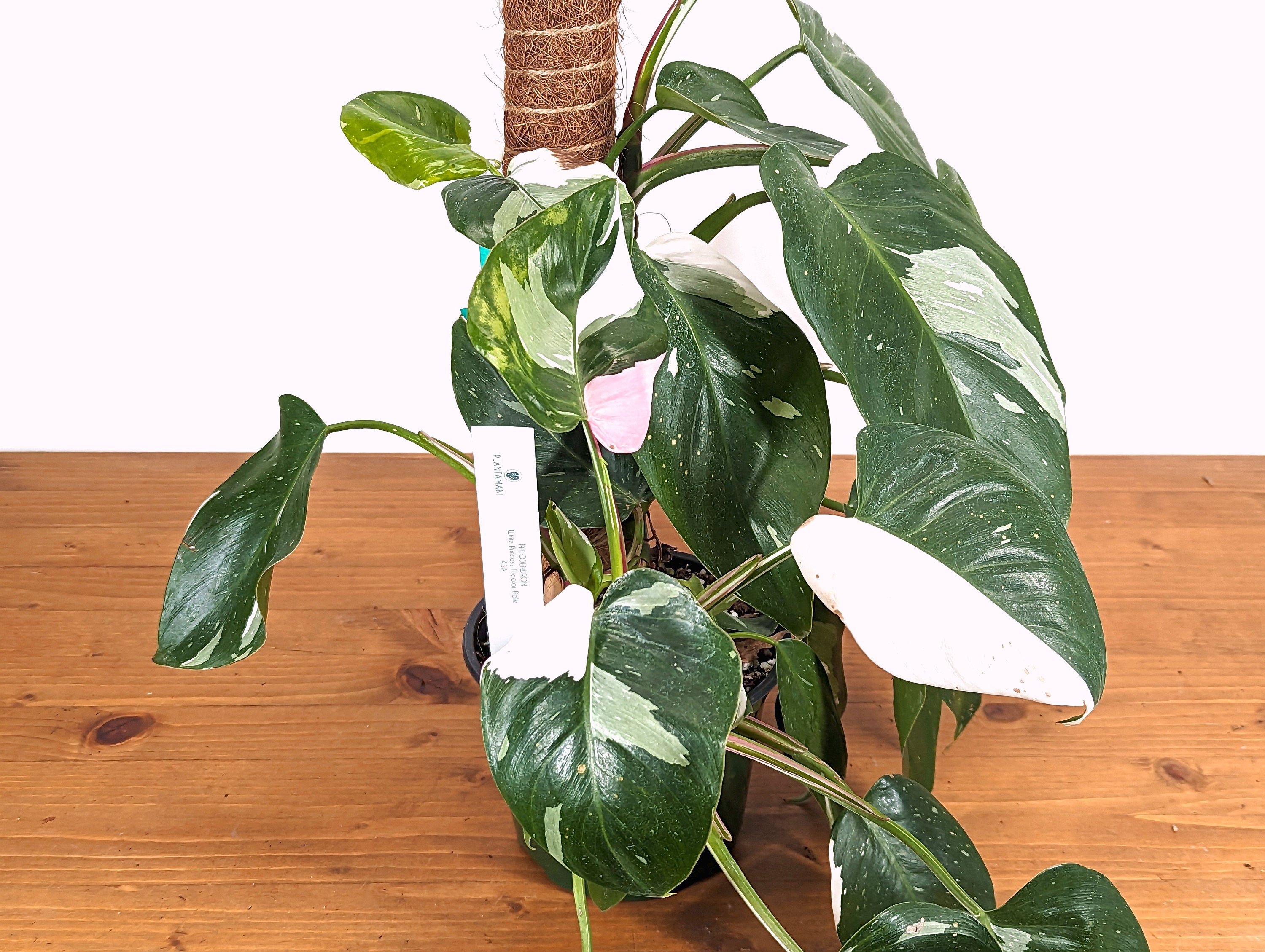 Philodendron White Princess TRICOLOR  Exact Extra Large Plant High Color [
