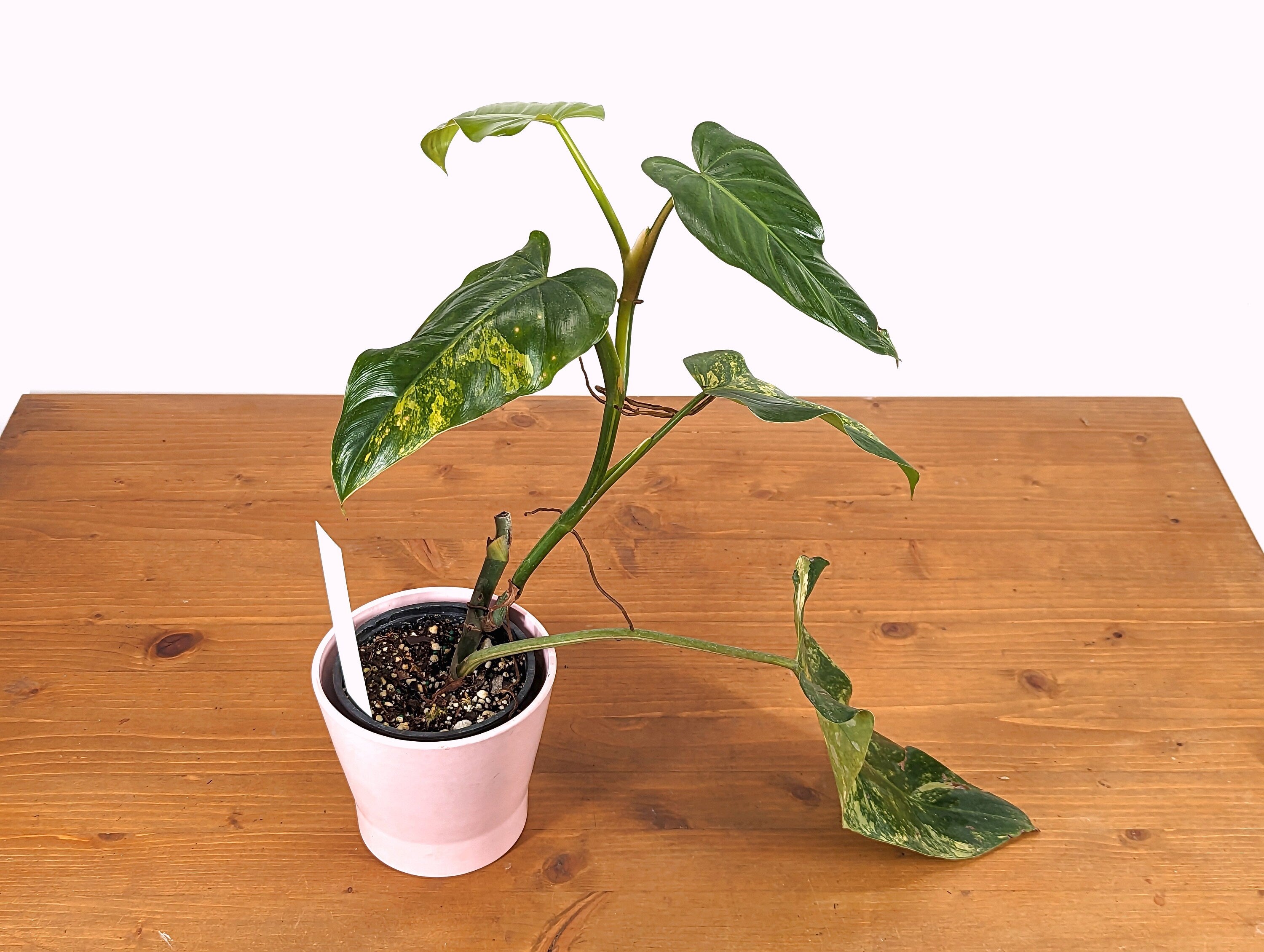 Philodendron Domesticum Variegated Exact Plant Pictured 4 inch pot 