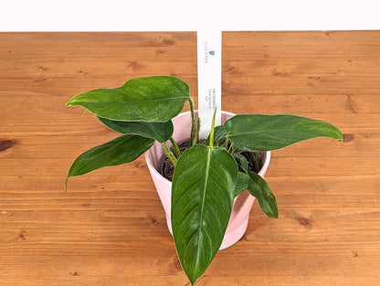 Philodendron Genevievianum EXACT Plant - 4 inch pot 
