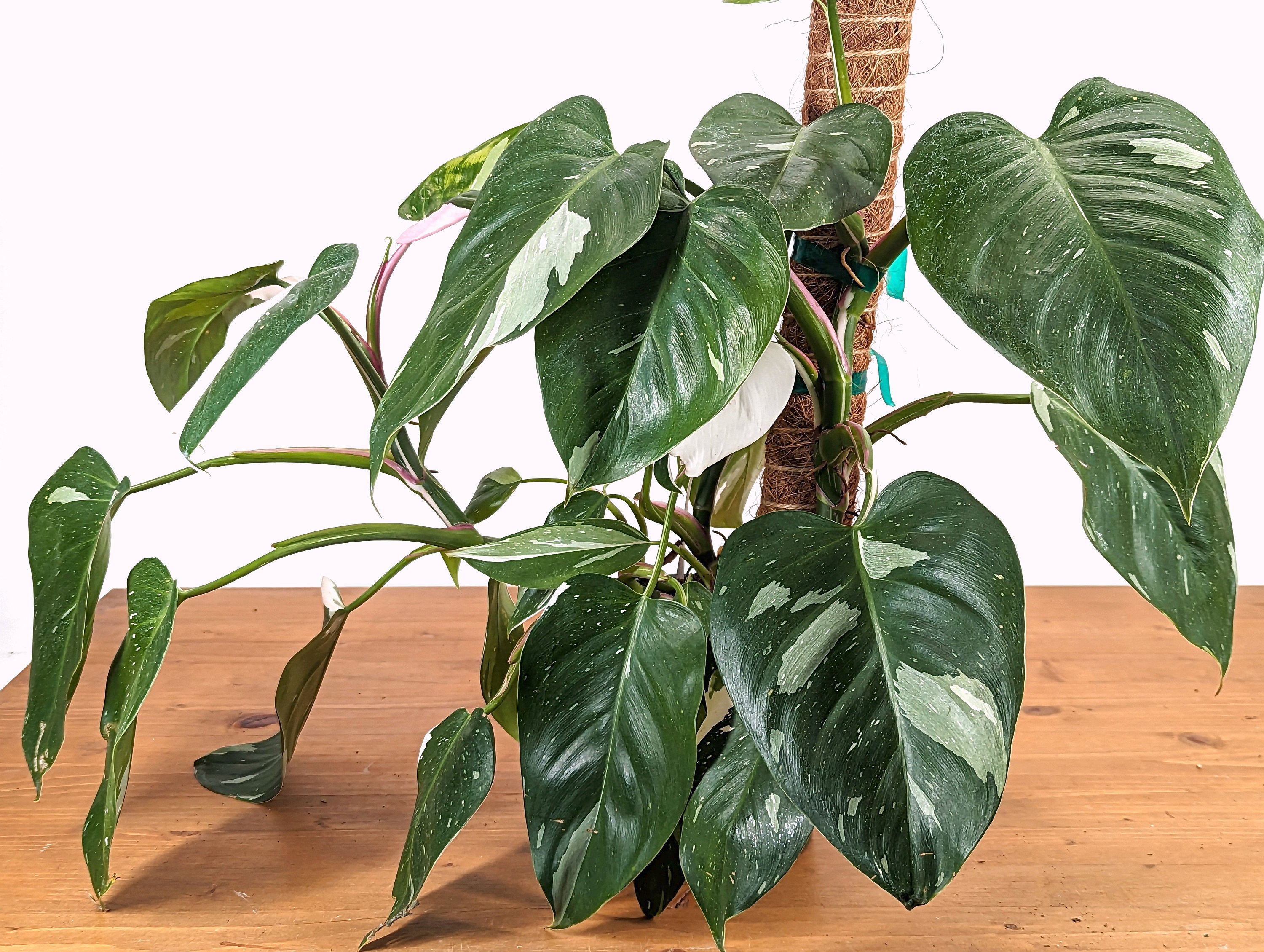 Philodendron White Princess TRICOLOR  Exact Extra Large Plant High Color [