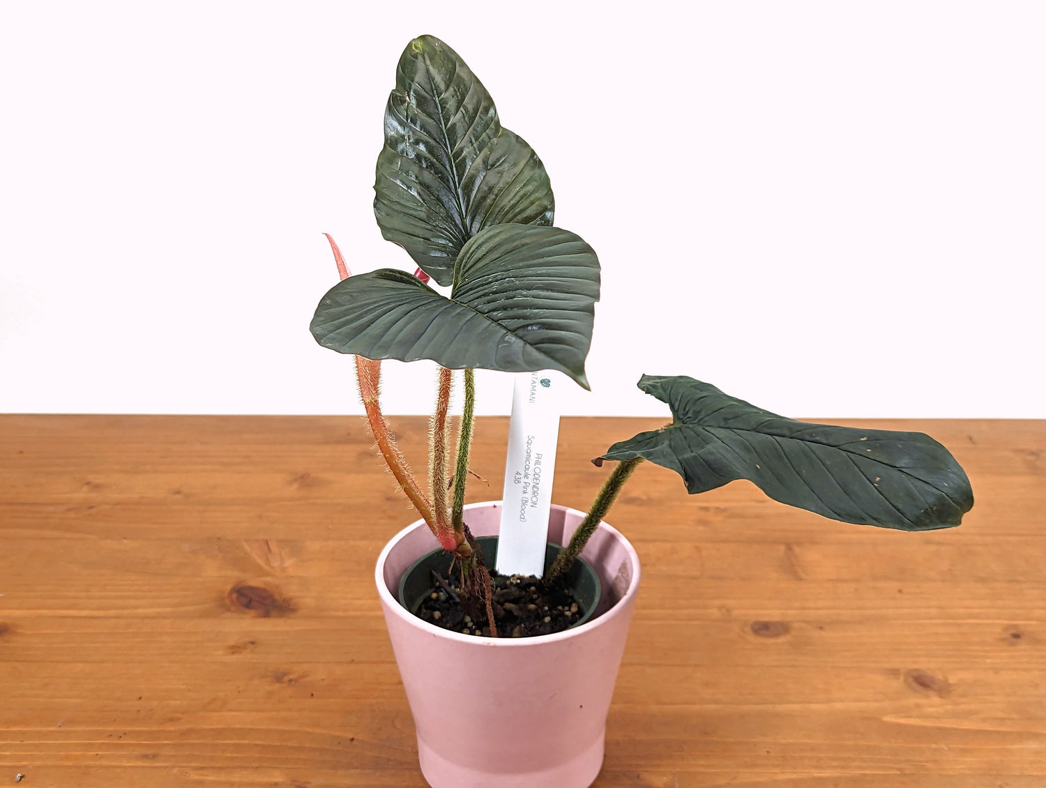 Philodendron squamicaule Pink - EXACT Plant Pictured 
